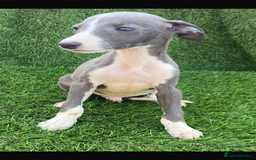 Whippet dogs for sale: Stunning kc reg whippet pups (last few remaining)  - Image 16