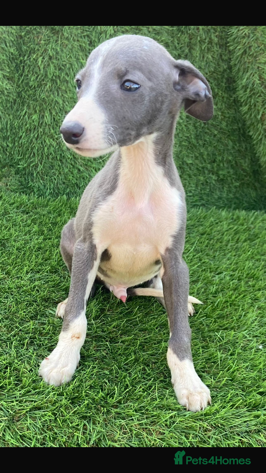Whippet dogs for sale: Stunning kc reg whippet pups (last few remaining)  - Image 16