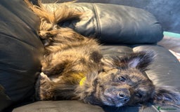 Mixed Breed dogs for adoption: 💖🐶 TWIGGY – A Happy Little Spirit🐶💖 - Image 23