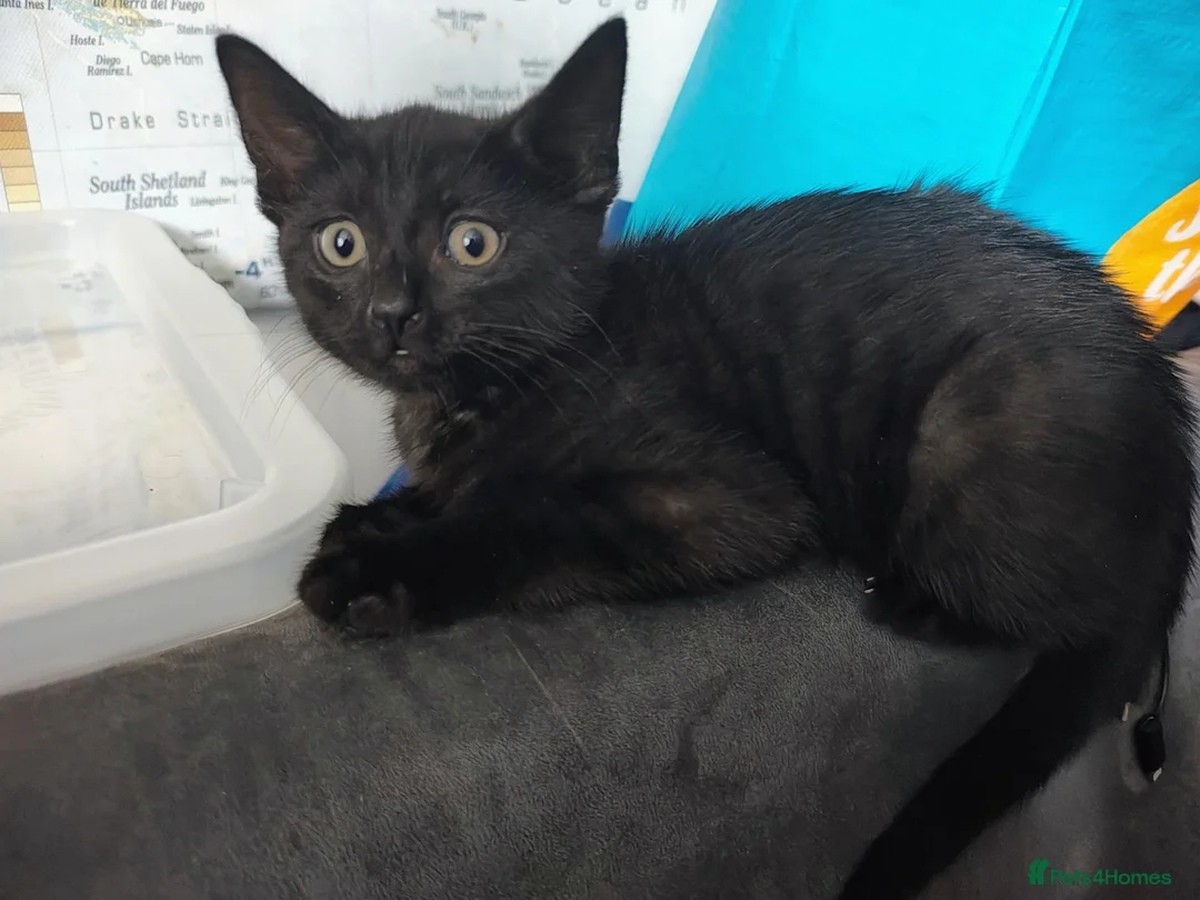 Mixed Breed cats for sale: 10 weeks old kittens - Advert 2