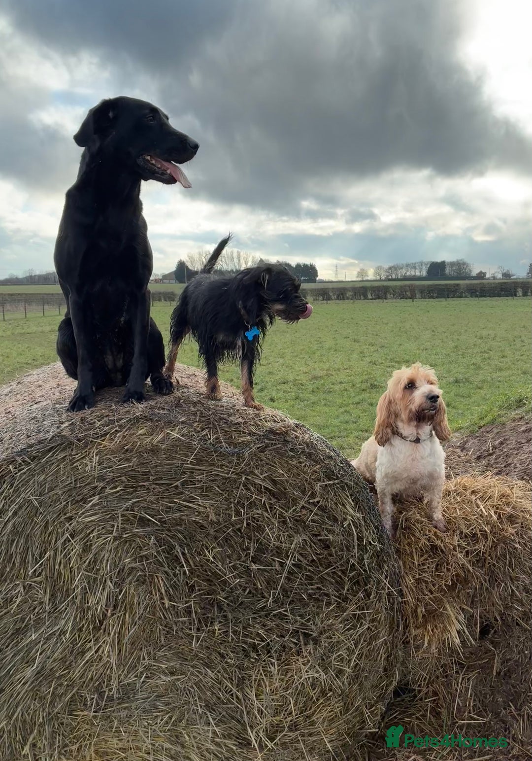Labrador Retriever dogs for sale: Beautiful black lab for rehoming - Advert 2