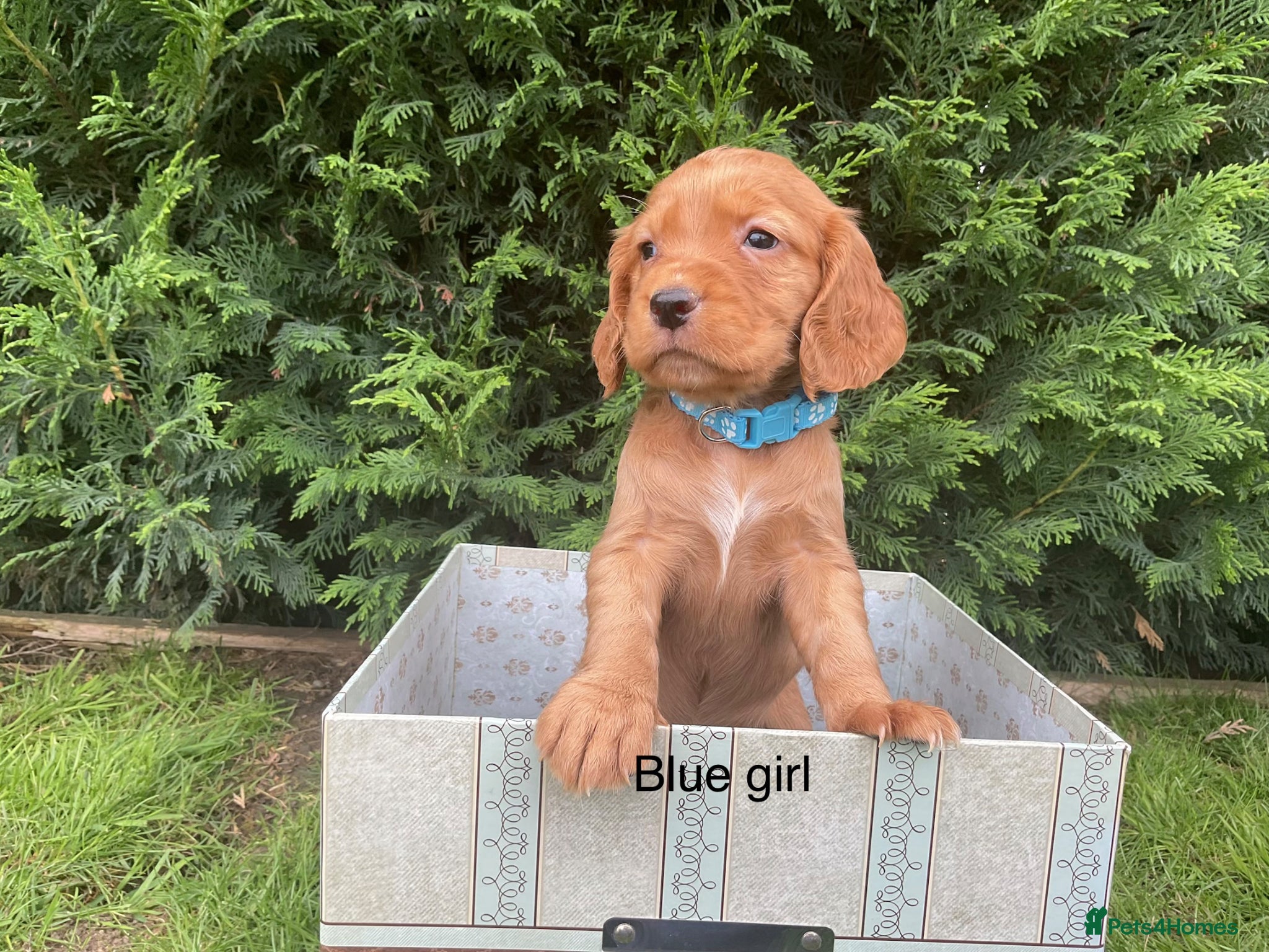 Cocker Spaniel dogs Kc reg hereditary clear working cocker spaniels - Advert 1