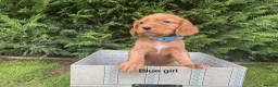 Cocker Spaniel dogs for sale: Kc reg hereditary clear working cocker spaniels in Ingatestone - Advert 4