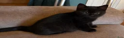 British Shorthair cats for sale: Two Beautiful BSH Black Boy Kittens-Ready now! - Advert 2