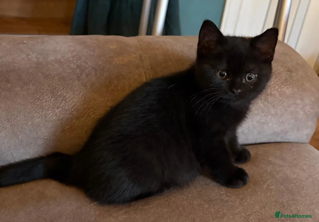 British Shorthair cats for sale: Two Beautiful BSH Black Boy Kittens-Ready now! - Advert 2