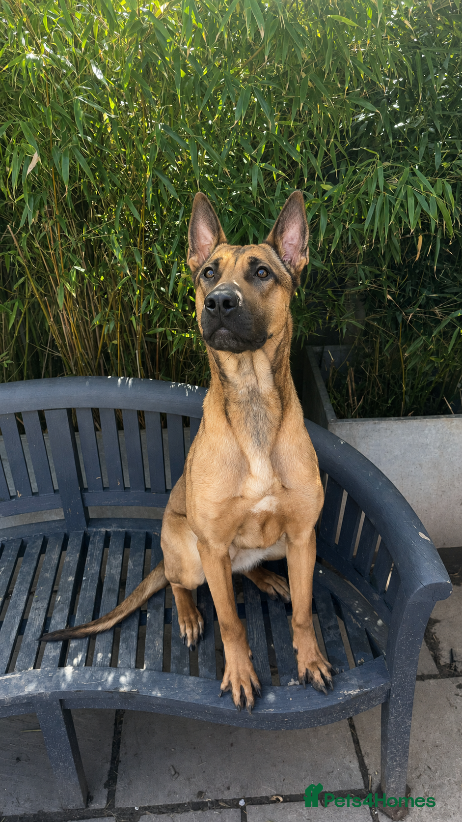 Belgian Shepherd Dog dogs Zilo is a beautiful example of her breed - Advert 1