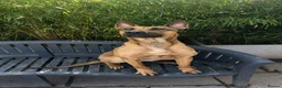 Belgian Shepherd Dog dogs for sale: Zilo is a beautiful example of her breed - Advert 1