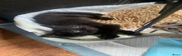 Mixed Breed cats for sale: Bengal kittens  in Huntingdon - Advert 5