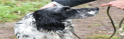 English Setter dogs for adoption: Rock  - Advert 23