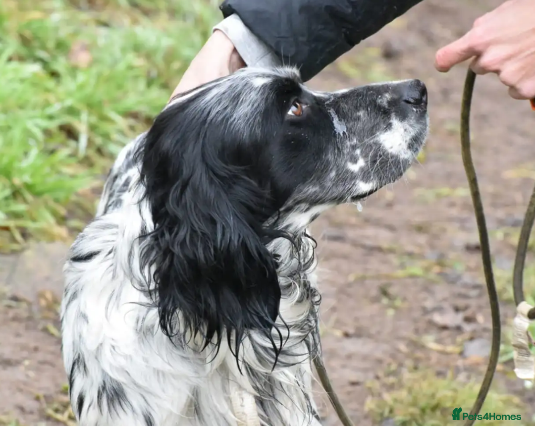 English Setter dogs for adoption: Rock  - Advert 23