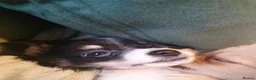 Chihuahua dogs for sale: Longcoat tri colour in Bolton - Advert 2