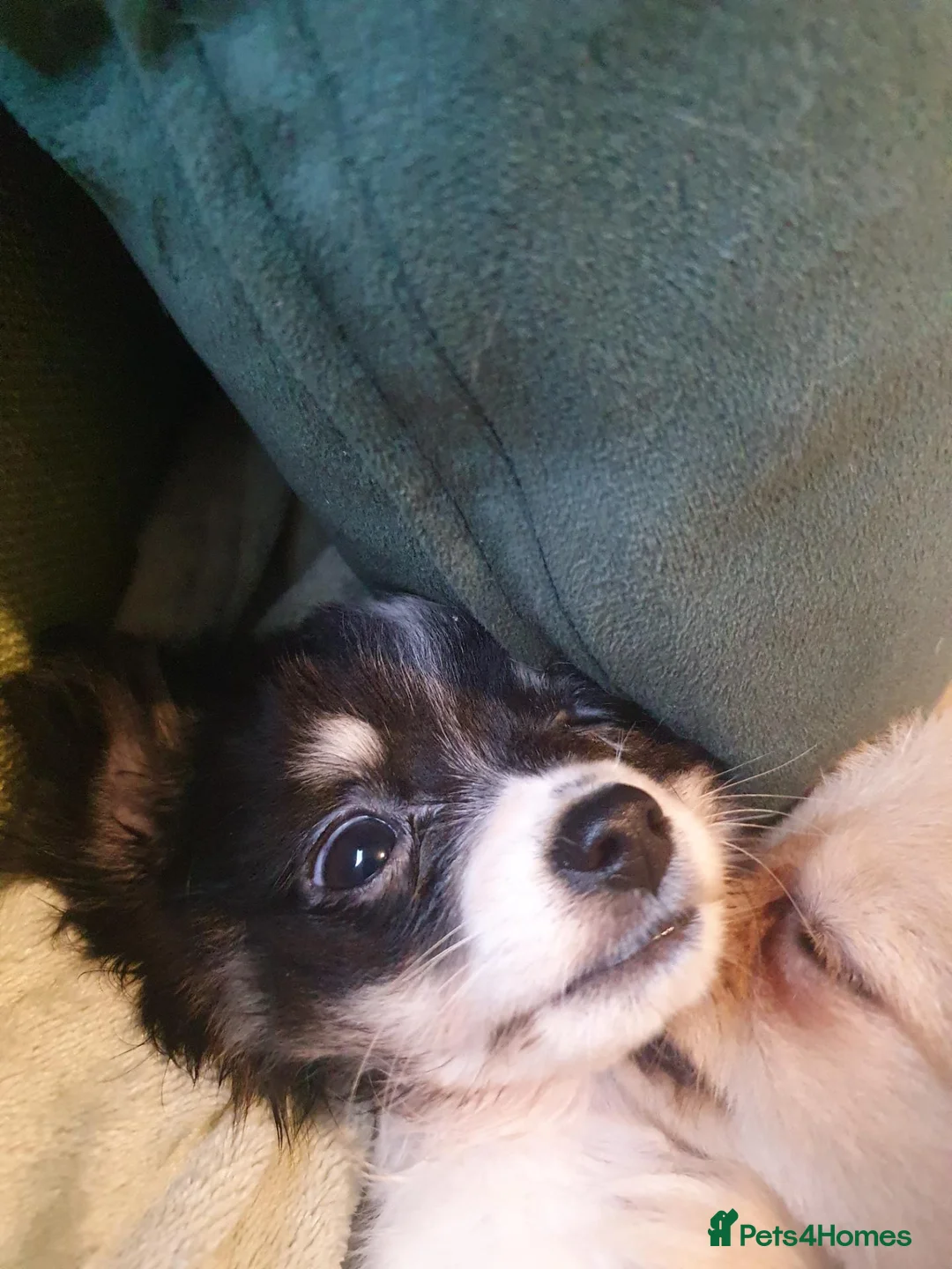 Chihuahua dogs for sale: Longcoat tri colour in Bolton - Advert 2