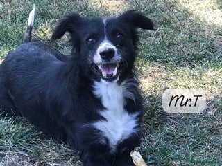 Mixed Breed dogs in Brixham - Advert 20