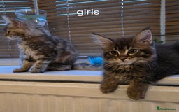 Maine Coon cats for sale: Maine coon kittens  - Image 22