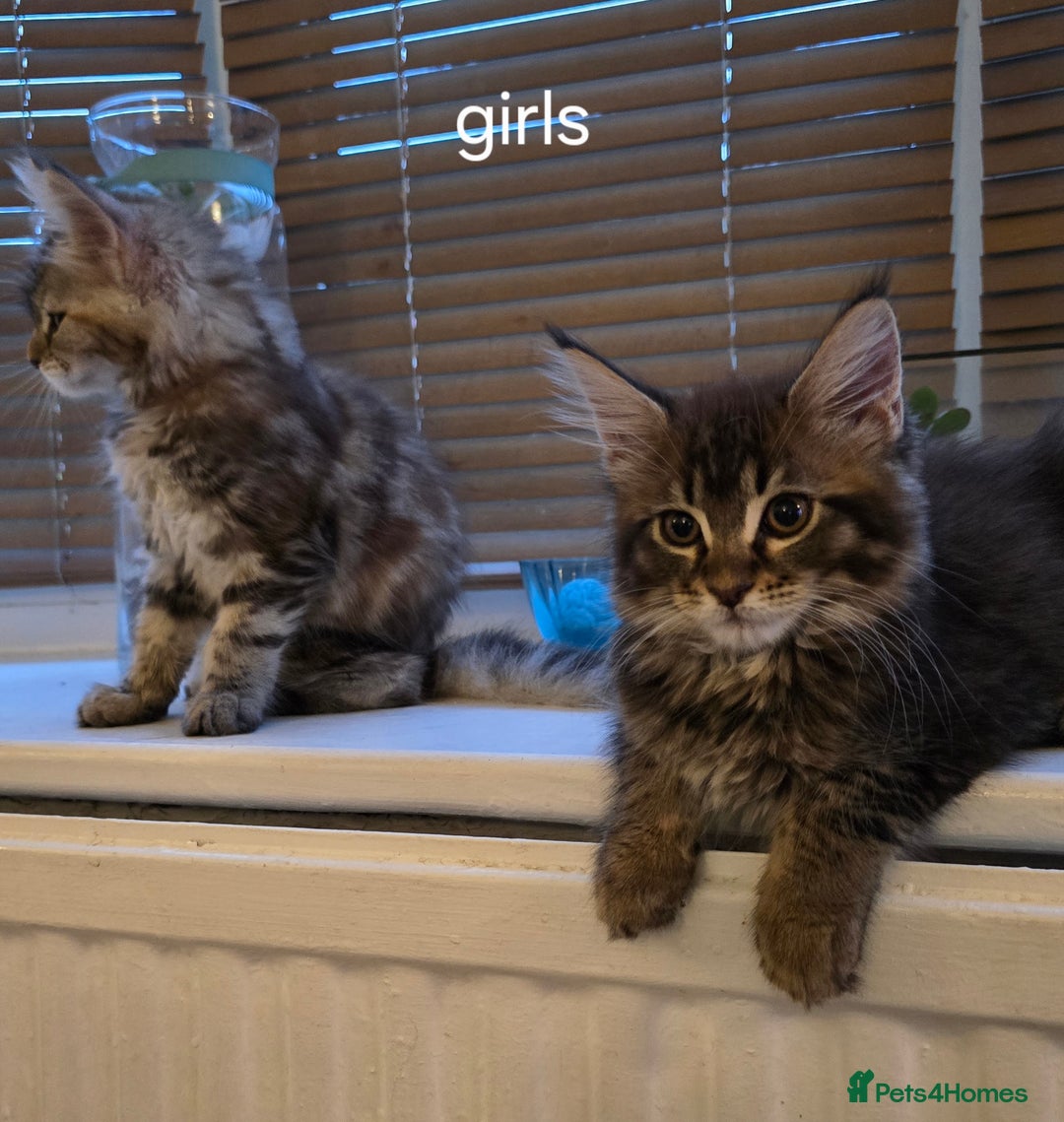 Maine Coon cats for sale: Maine coon kittens  - Image 22