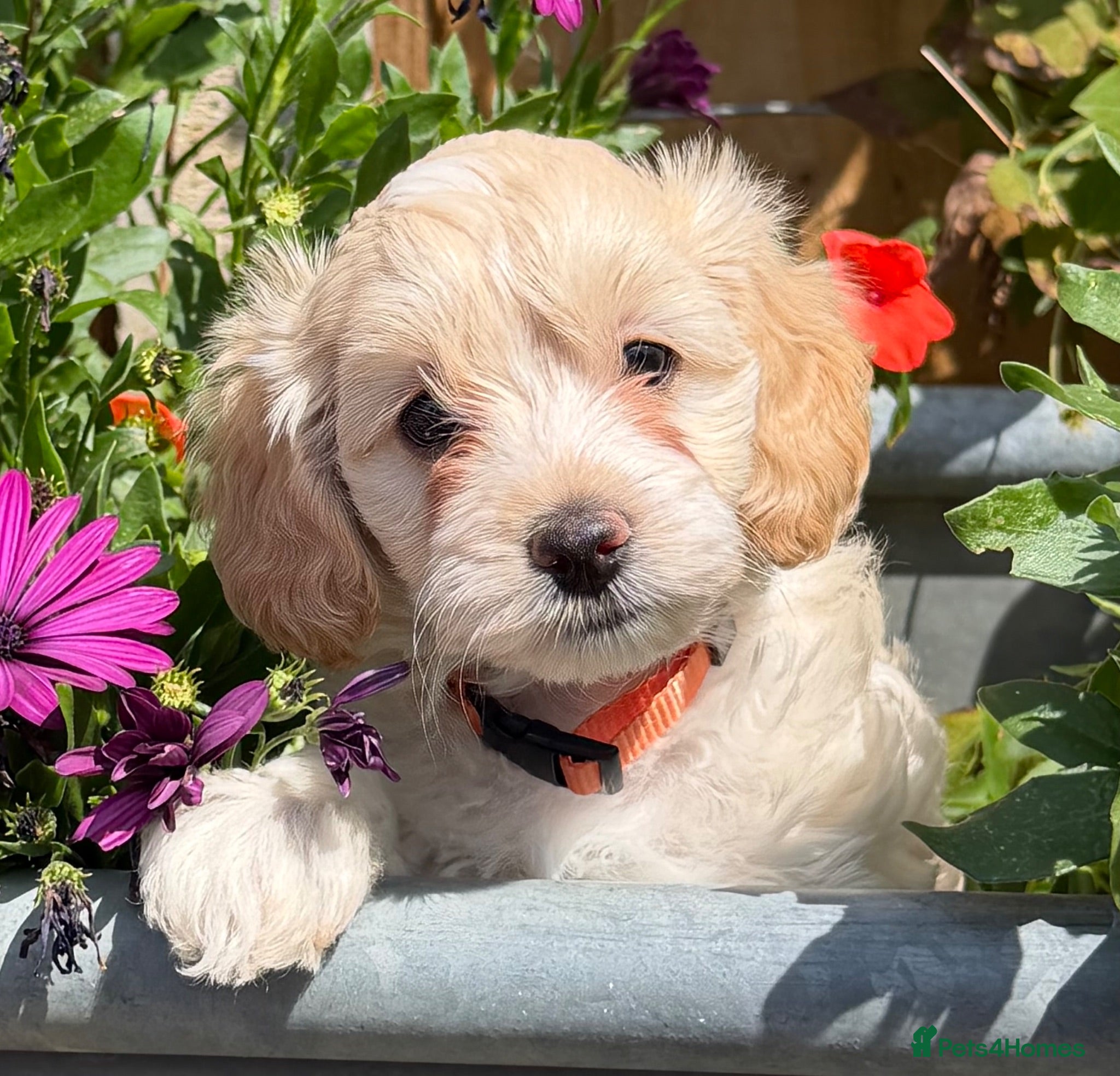Cockapoo dogs READY NOW Stunning F1B Cockapoo puppies  - Advert 17
