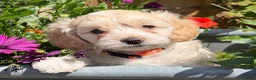 Cockapoo dogs for sale: Stunning F1B Cockapoo puppies  - Advert 20