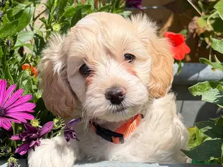 Cockapoo dogs READY NOW Stunning F1B Cockapoo puppies - Advert 17