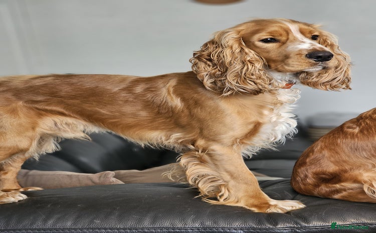 Cocker Spaniel dogs - Advert 3