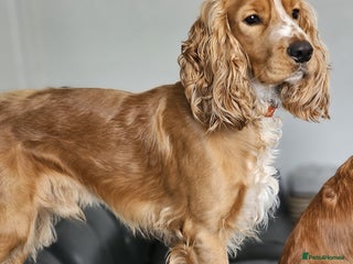 Cocker Spaniel dogs - Advert 1