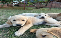 Golden Retriever dogs for sale: 4 KC registered Golden Retriever puppies  - Image 38