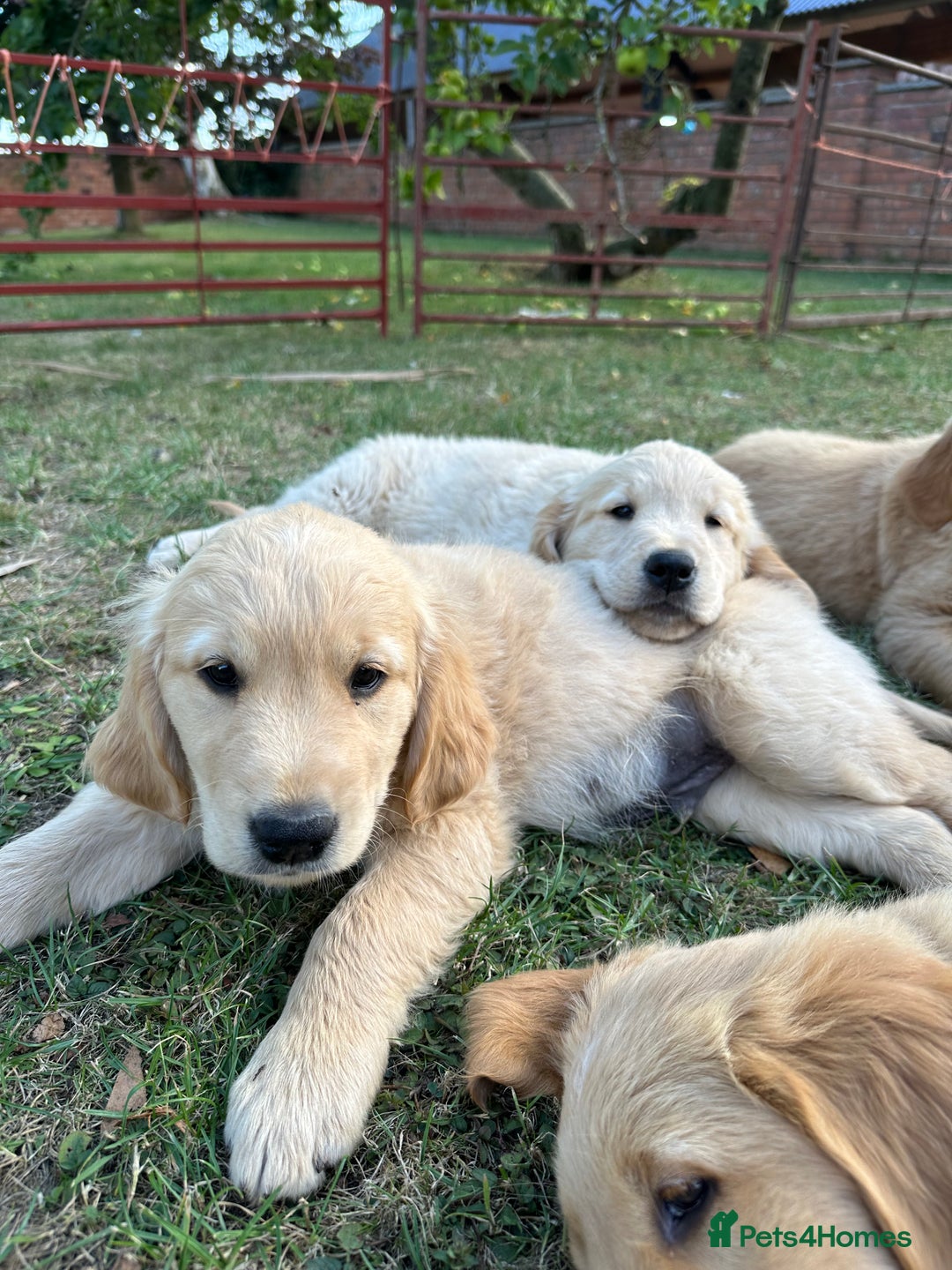Golden Retriever dogs for sale: 4 KC registered Golden Retriever puppies  - Image 38