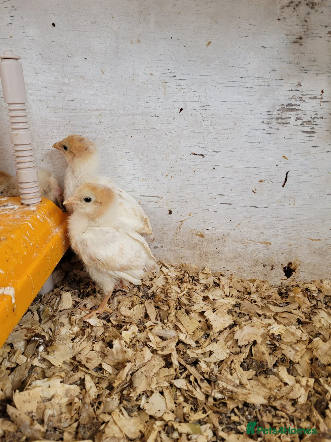 Chickens poultry for sale: Yokaham chicks - Advert 2