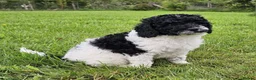 Cavapoo dogs for sale: LAST BOY VET CHECKED STUNNING F1B CAVAPOO   - Advert 5