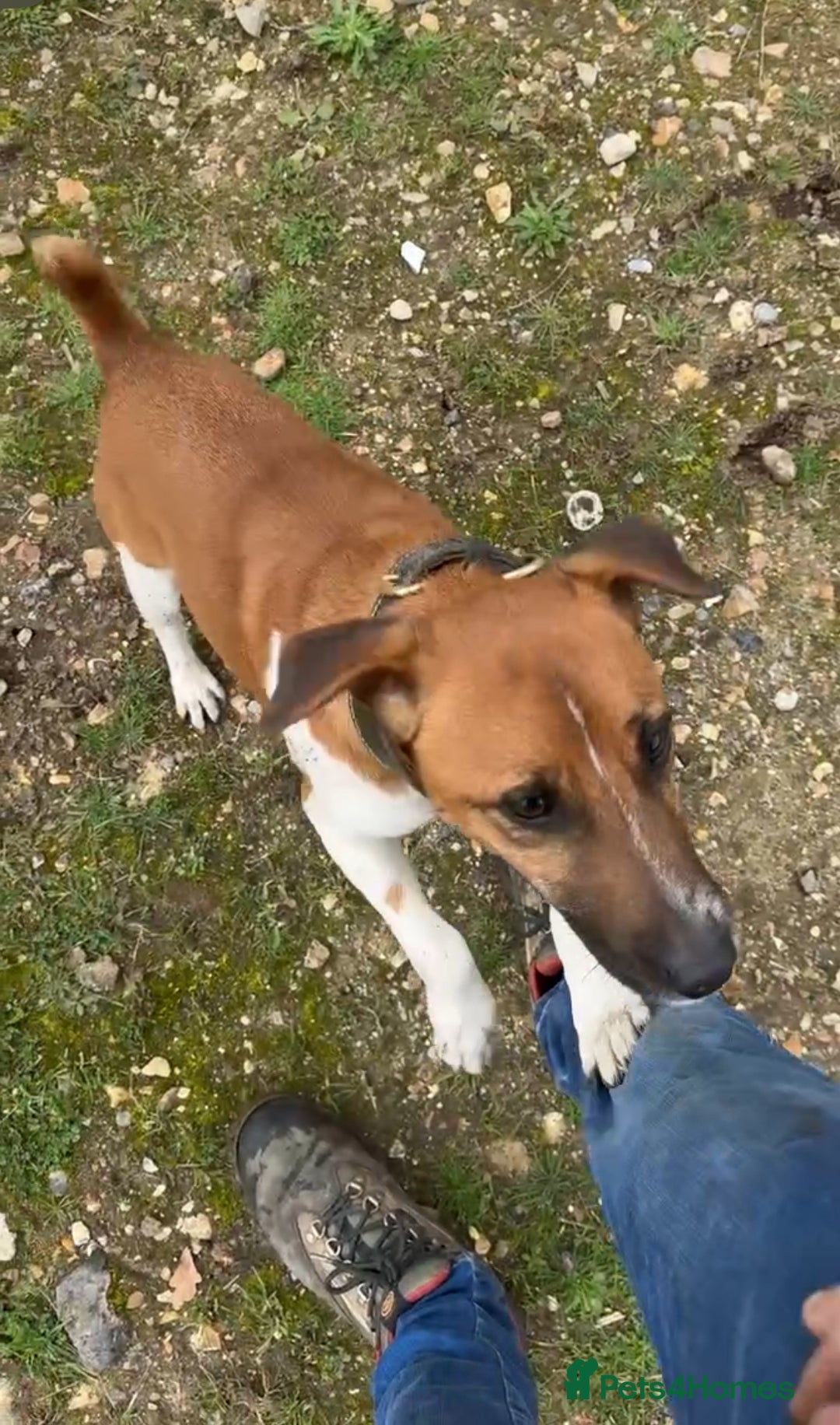 Plummer Terrier dogs for sale: Plummer terrier  - Image 5