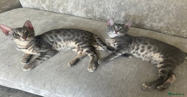 Bengal cats - Advert 3