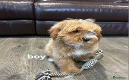 Cavapoo dogs for sale: Adorable Cavapoos ready for their new families 🐾 - Image 23