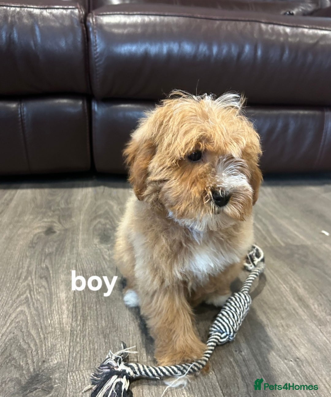 Cavapoo dogs for sale: Adorable Cavapoos ready for their new families 🐾 - Image 23