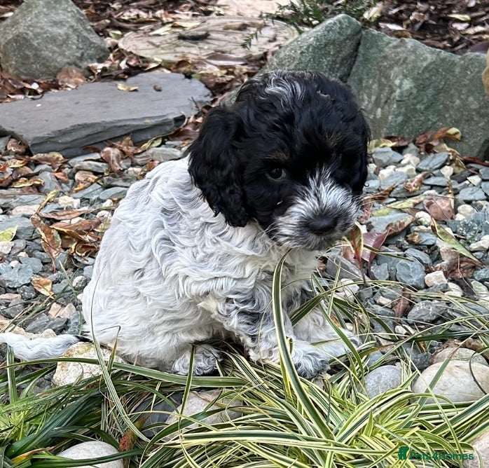 Cockapoo dogs Blue Roan F2 Female Cockapoo  - Advert 7