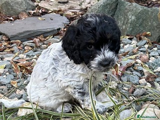 Cockapoo dogs Blue Roan F2 Female Cockapoo - Advert 7