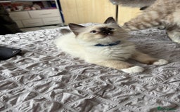 Ragdoll cats for sale: Ragdoll kittens - Image 23