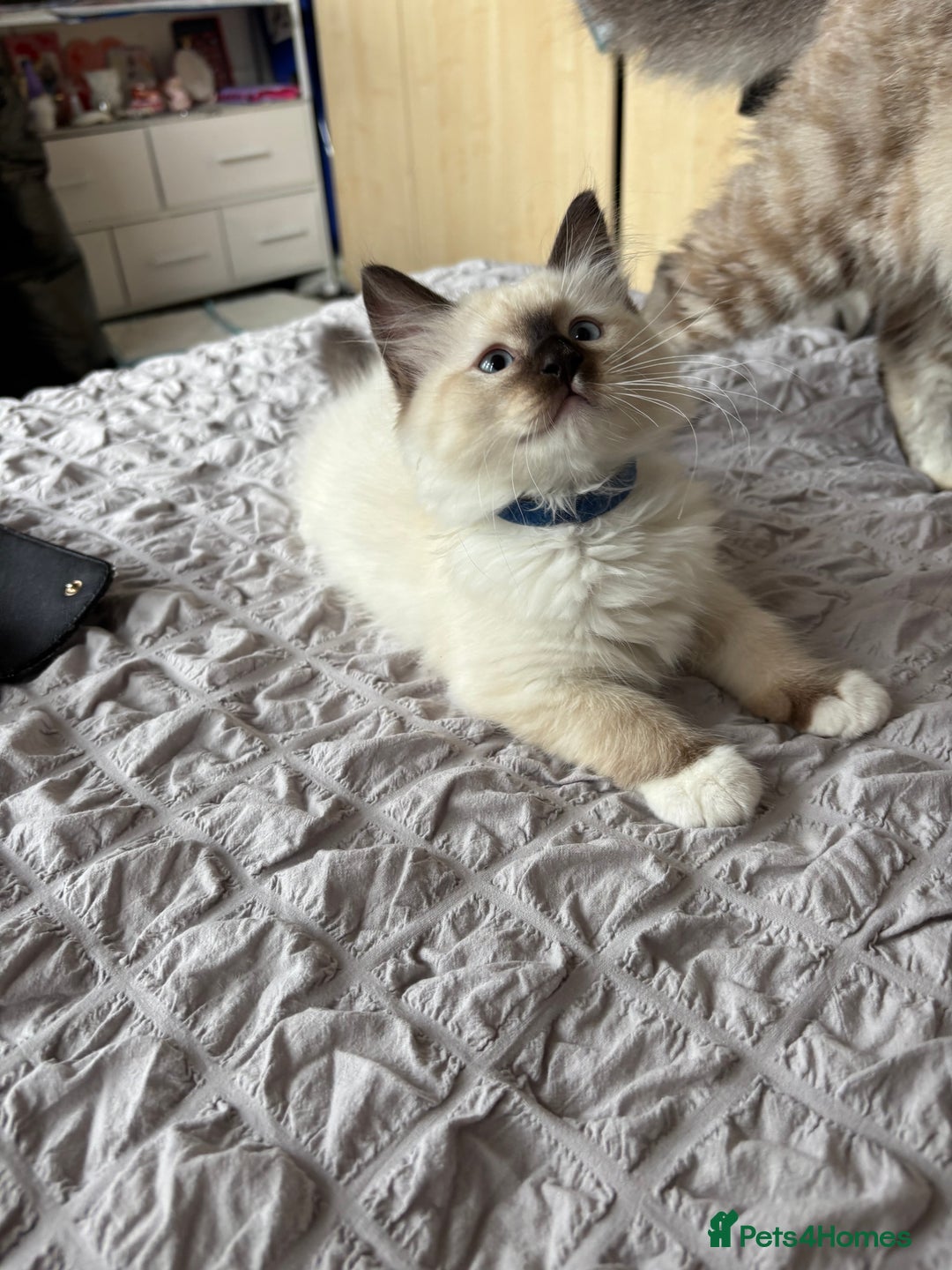 Ragdoll cats for sale: Ragdoll kittens - Image 23