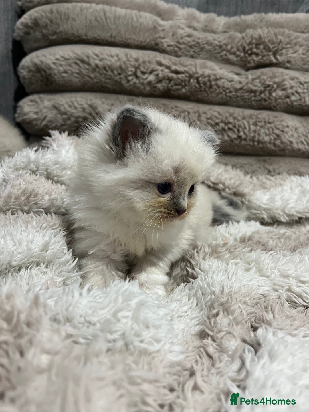 Ragdoll cats for sale: BEAUTIFUL FULL PEDIGREE RAGDOLL KITTENS - Advert 3
