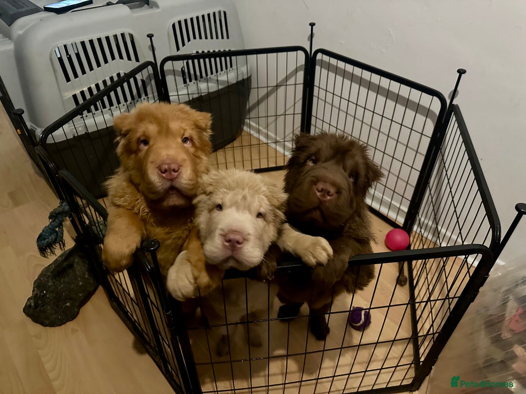 Shar Pei dogs for sale: Top quality bear coat sharpei  - Advert 37