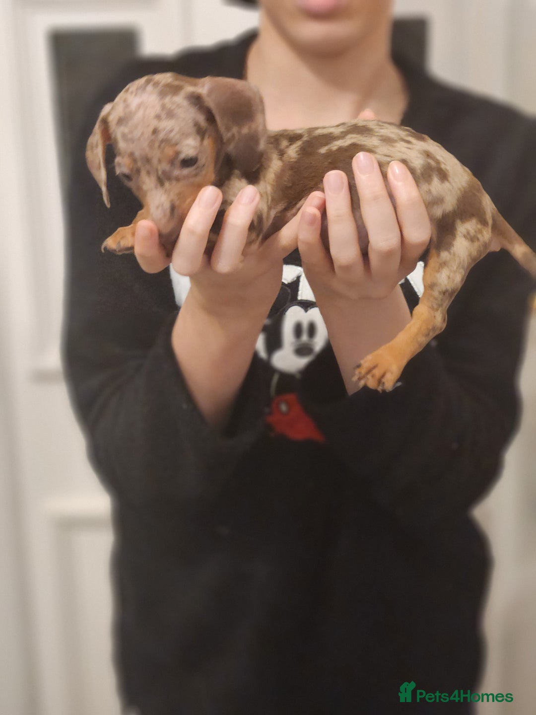 Dachshund dogs for sale: Miniture dashounds - Advert 7