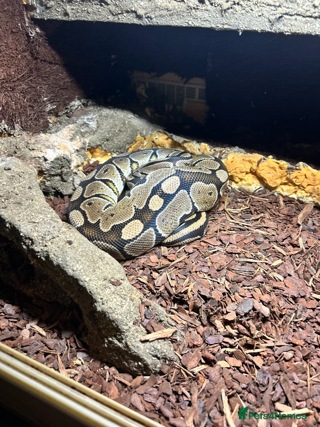 Python Snake reptiles for sale: Ball python and Full setup  - Advert 2