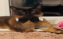 Siamese cats for stud: Seal Point Siamese Boy STUD - Image 1