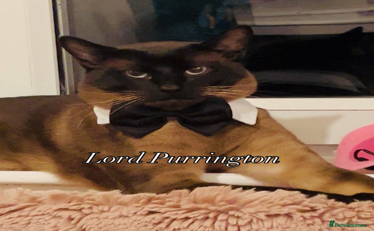 Siamese cats - Advert 1