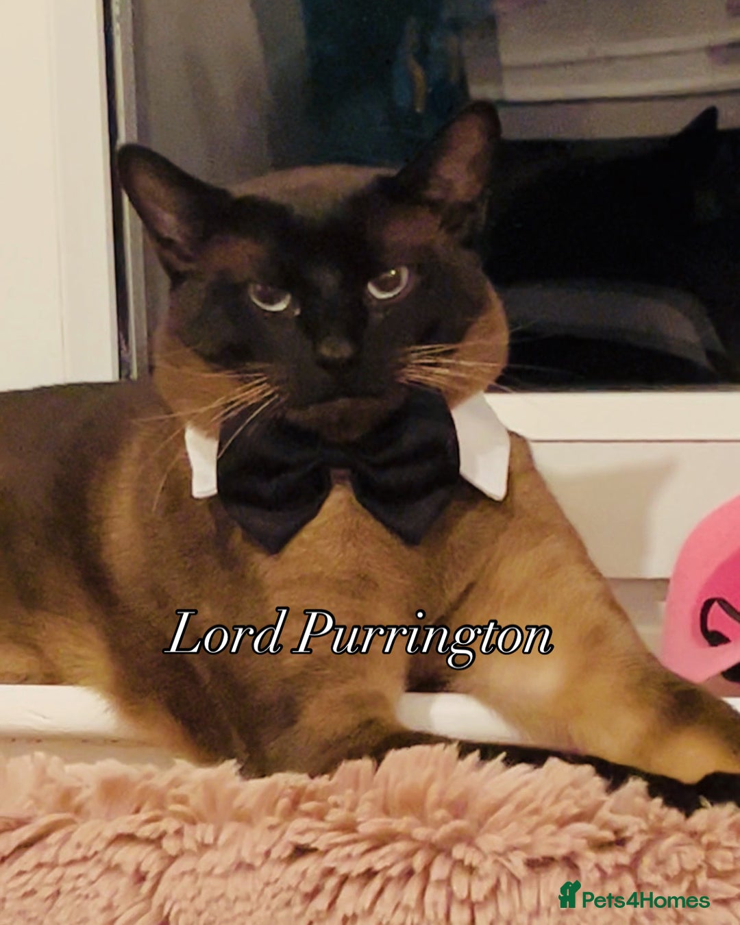 Siamese cats for stud: Seal Point Siamese Boy STUD - Image 1
