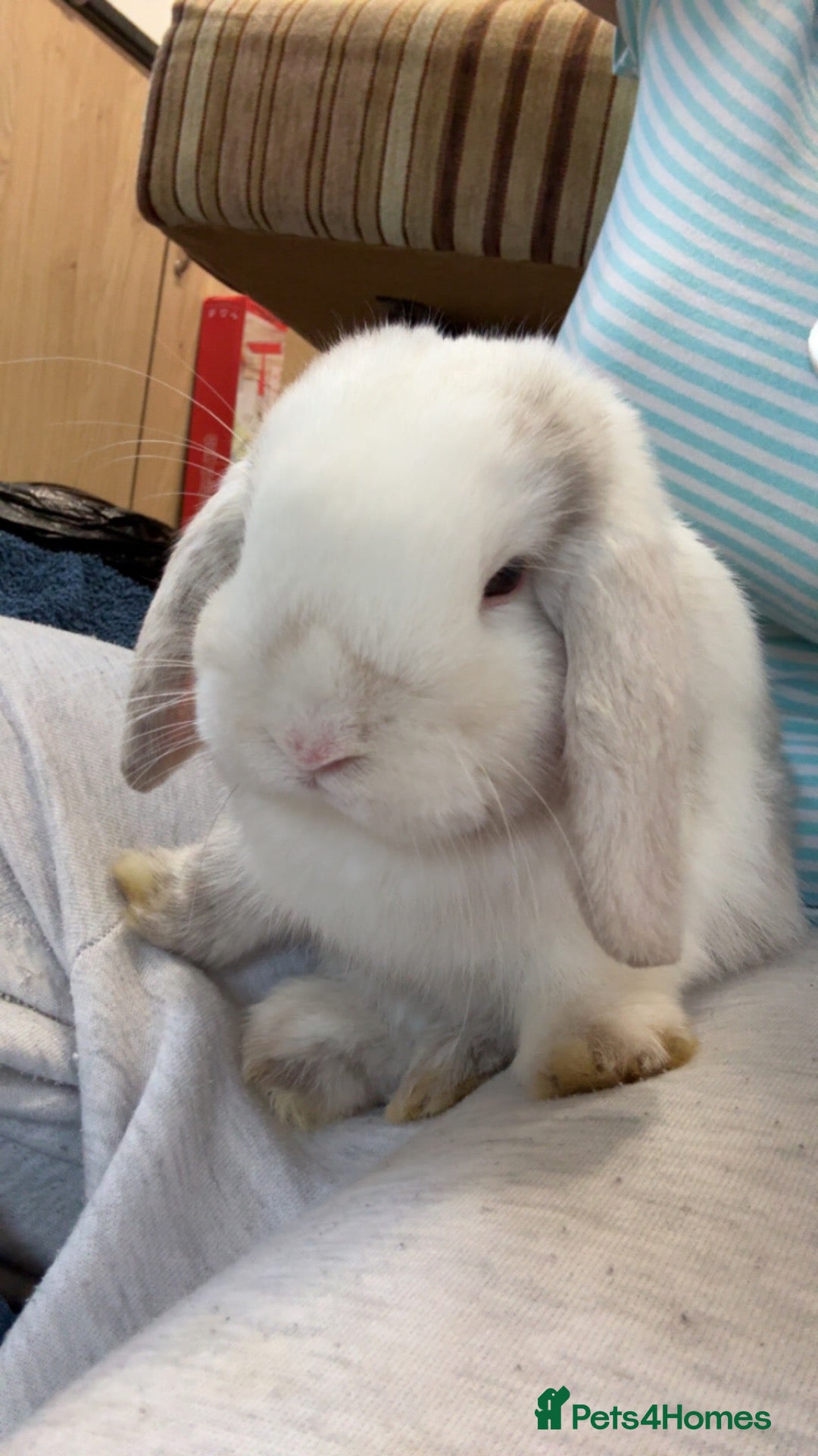 Mini Lop rabbits urgent! mini lop bunny for sale - Advert 3