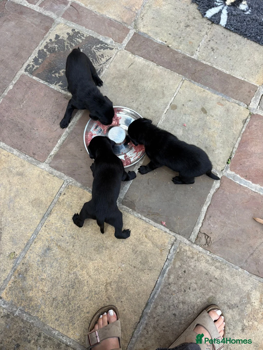 Labrador Retriever dogs for sale: Labrador Puppies  - Advert 19