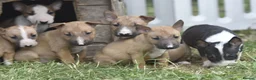 English Bull Terrier dogs for sale: Ready to leave! EBT x MBT - Advert 1