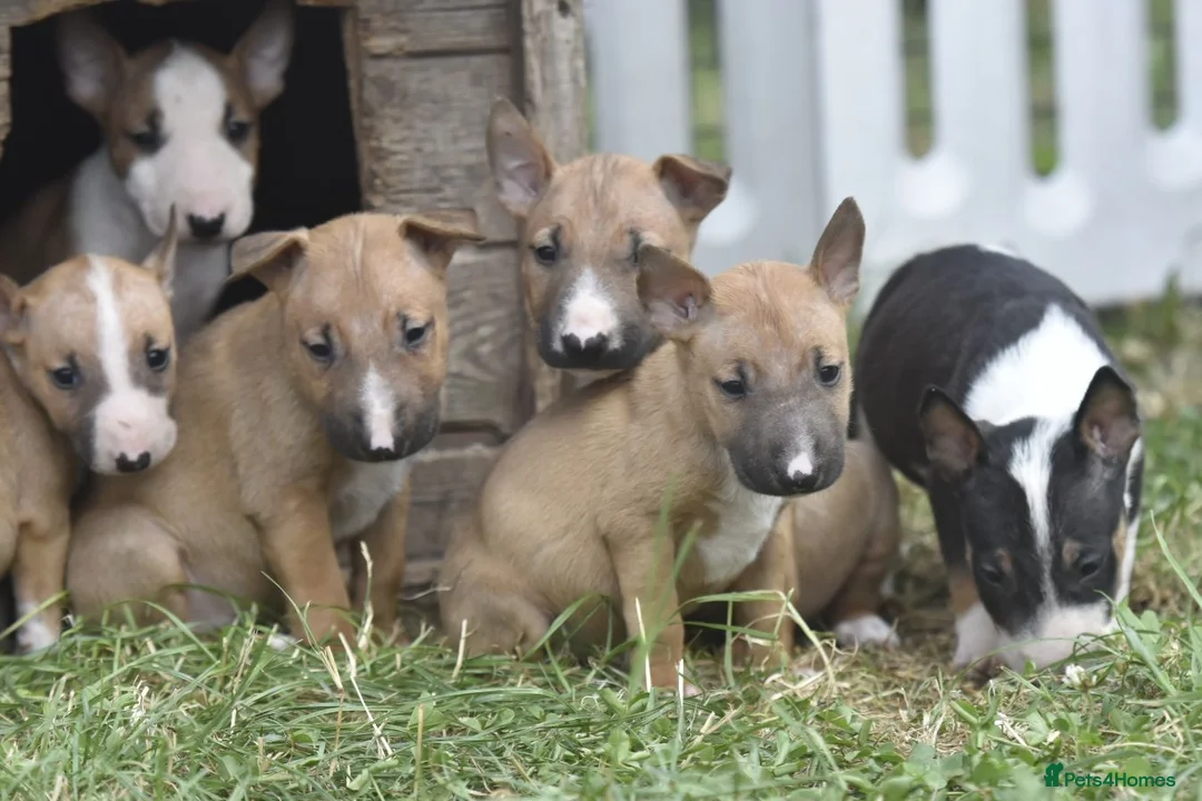 English Bull Terrier dogs for sale: Ready to leave! EBT x MBT - Advert 1