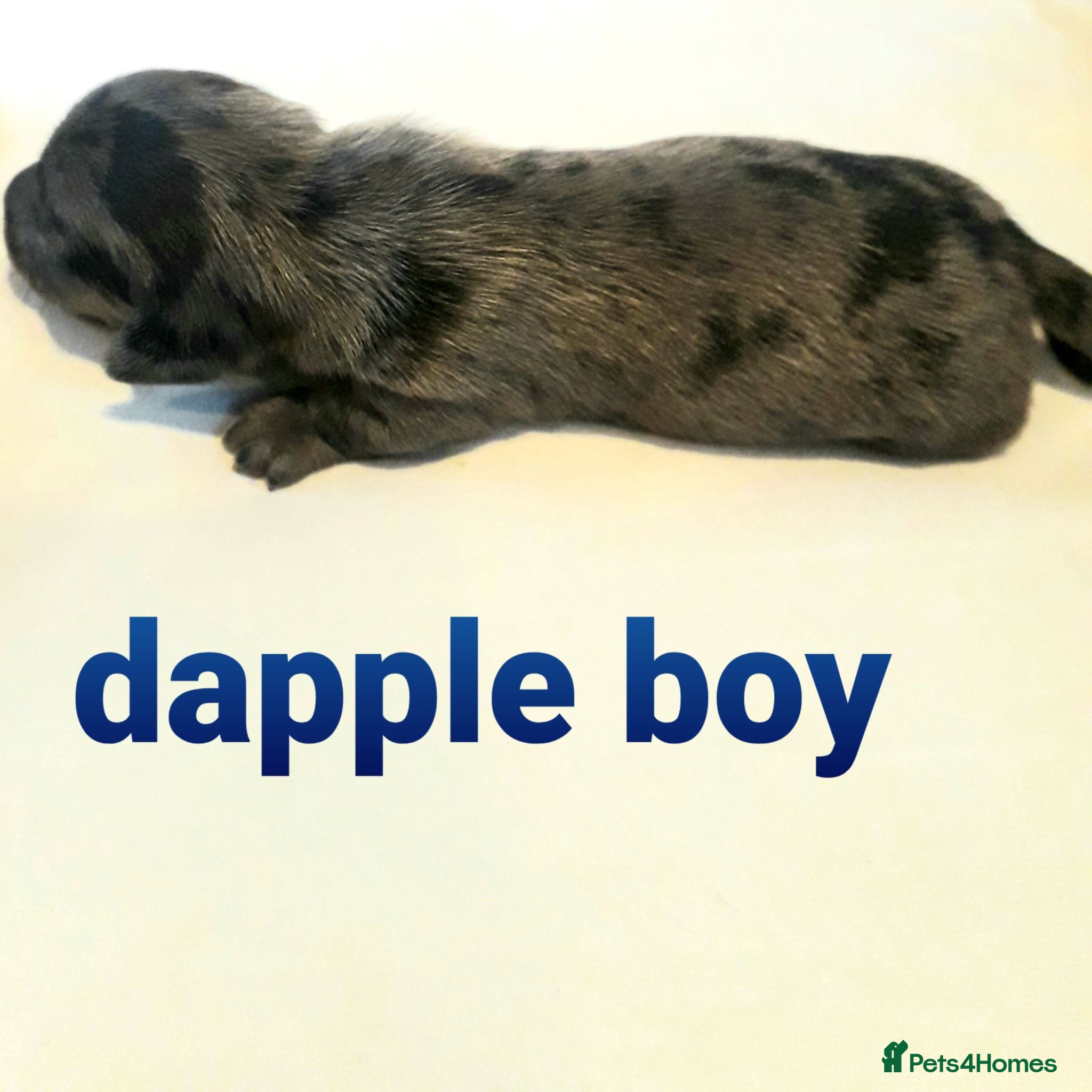 Miniature Dachshund dogs *AMAZING*QUALITY*TRUE*MINIATURE*DACHSHUNDS* - Advert 8