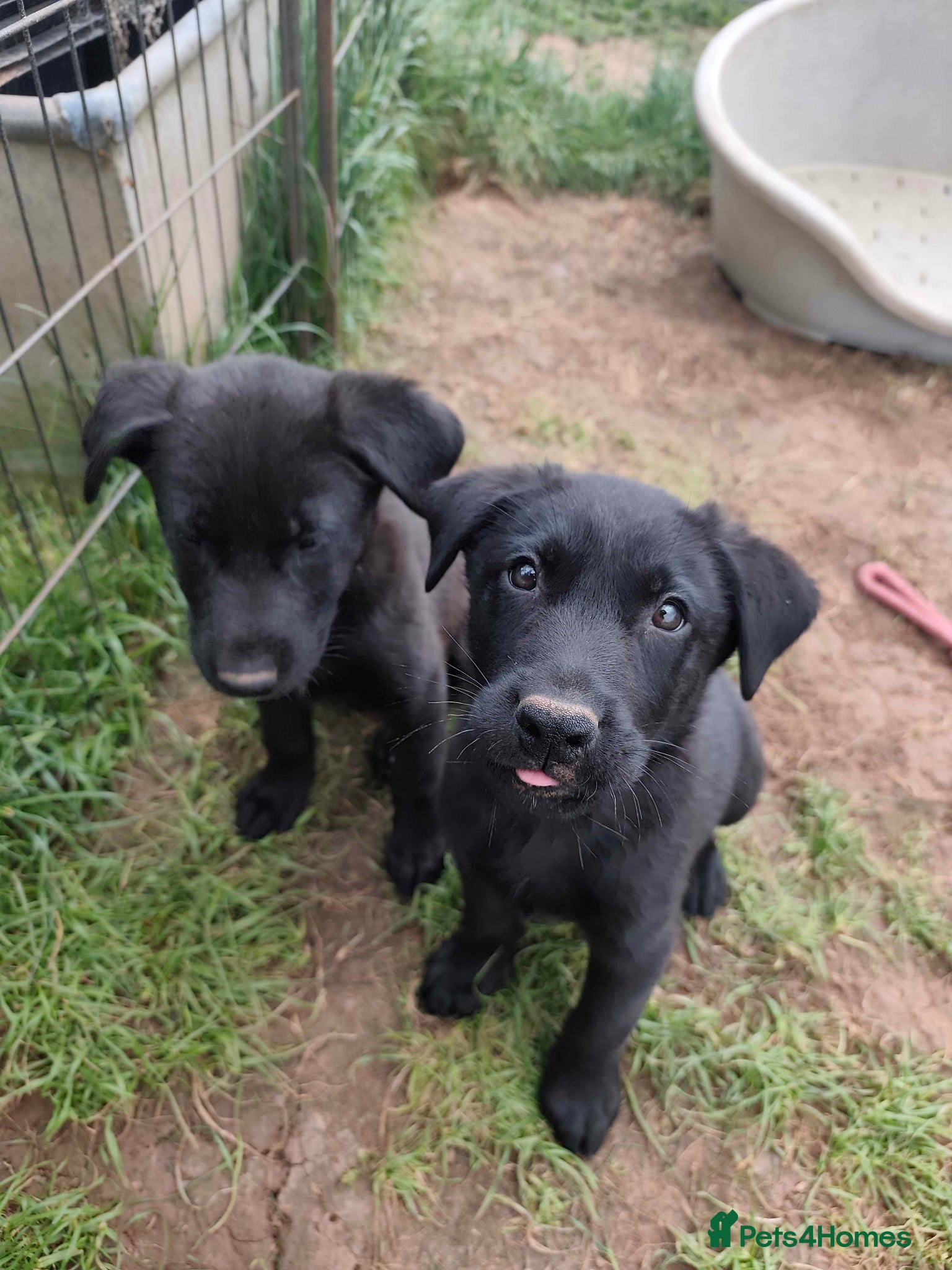 German Shepherd dogs 1BOY/1GIRL LEFT Beautiful German Shepherd Puppies - Advert 10