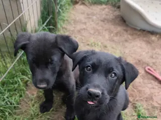 German Shepherd dogs 1BOY/1GIRL LEFT Beautiful German Shepherd Puppies - Advert 10
